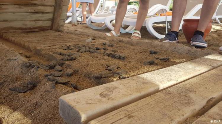 Caretta caretta ölümleriye ilgili iki otele soruşturma