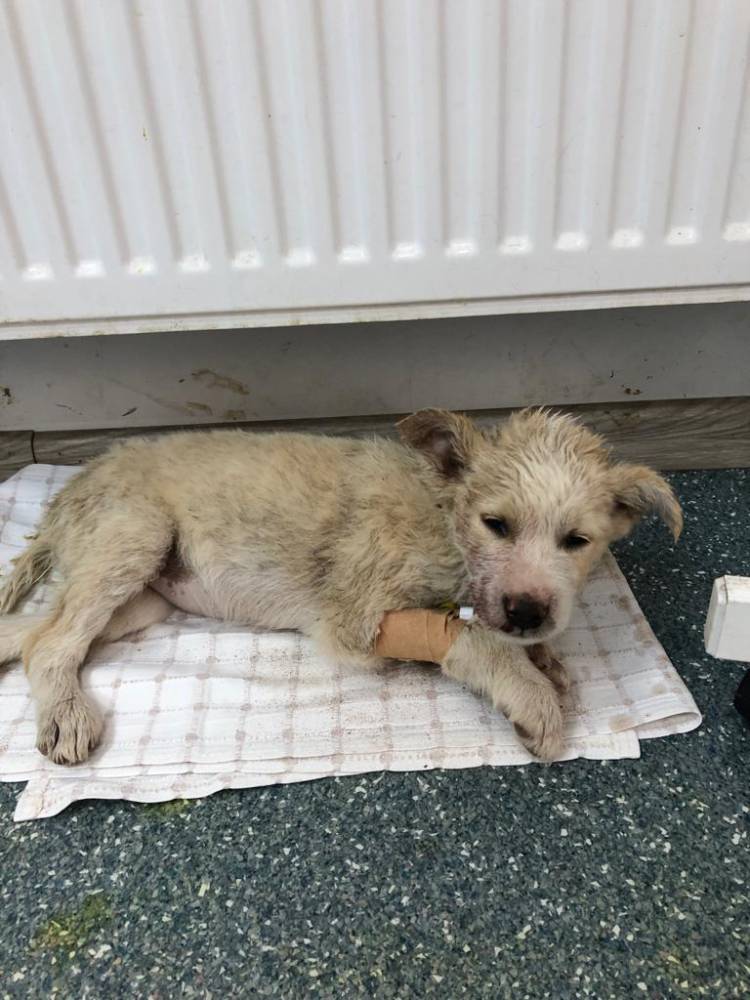 Yavru köpeği Menderes kurtardı ve sahiplendirdi