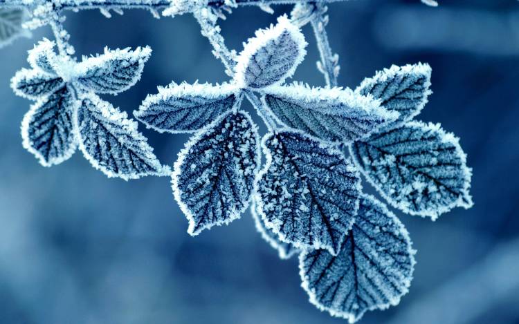 Meteoroloji’den Ege için zirai don uyarısı!