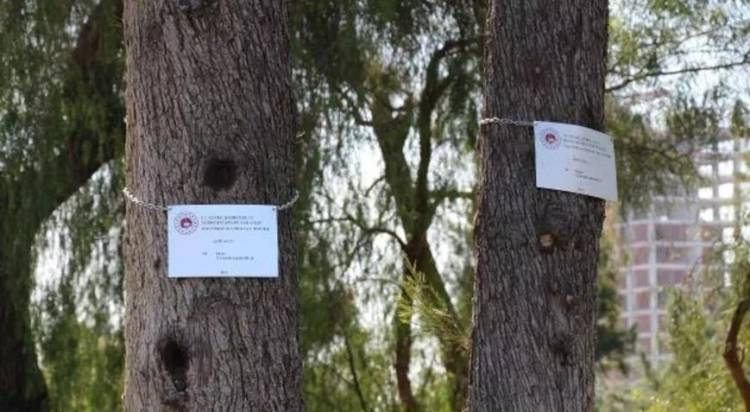 İzmir'deki Anıt Ağaçların Bakımı Yapıldı!