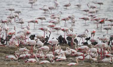 İzmir Kuş Cenneti’nde Binlerce Flamingo Yumurtadan Çıktı!