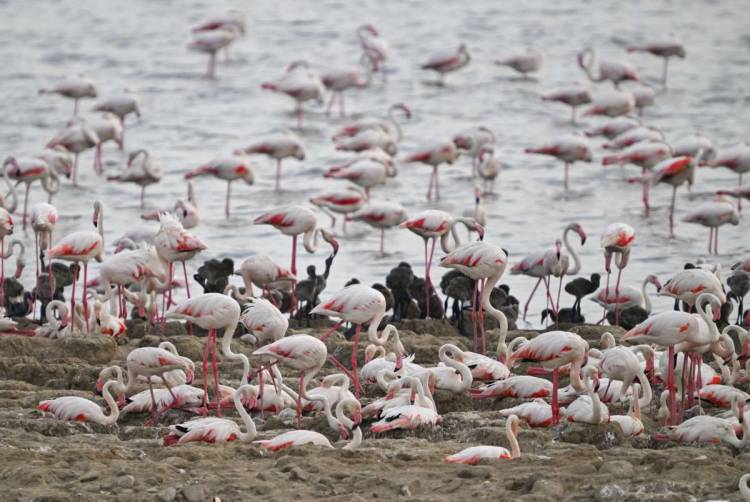 İzmir Kuş Cenneti’nde Binlerce Flamingo Yumurtadan Çıktı!