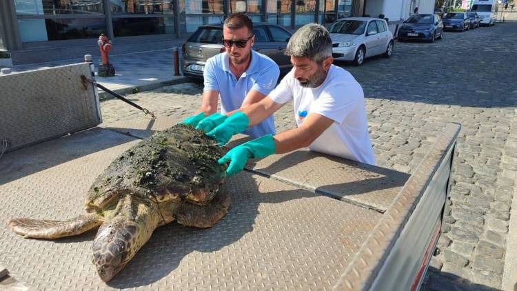 Kurtarıldı, Koruma 'Havuz Hapsi' Olmasa Bari