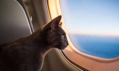 İstanbul-İzmir Uçağında Kedi Krizi!