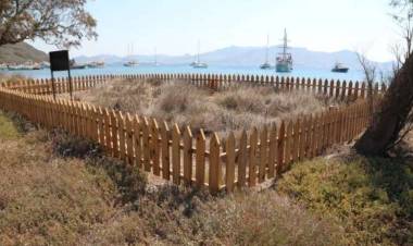 Bodrum’da Kum Zambakları Korumaya Alındı!