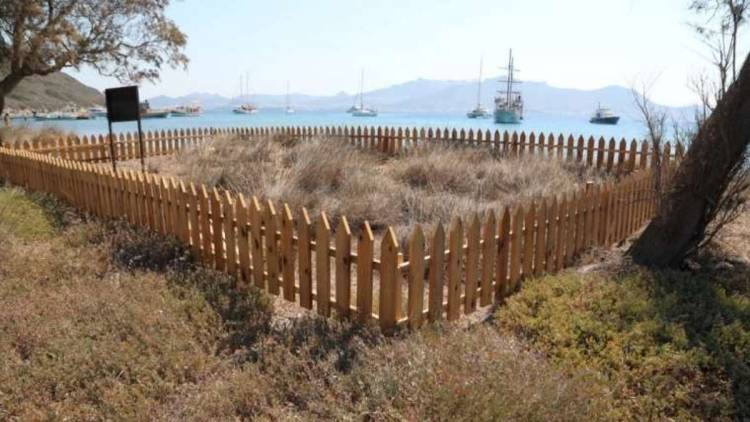 Bodrum’da Kum Zambakları Korumaya Alındı!
