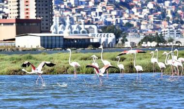 Doğaseverler Flamingo Festivali’nde Buluşacak!
