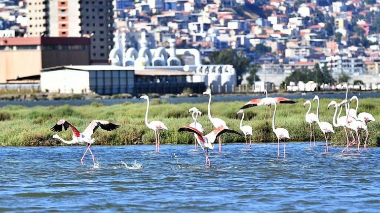 Doğaseverler Flamingo Festivali’nde Buluşacak!