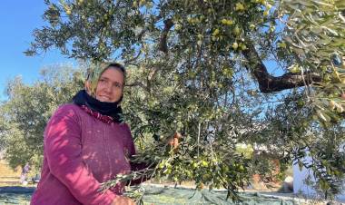 Aliağa, Zeytin Hasat Şenliği İle Bereketi Karşılıyor